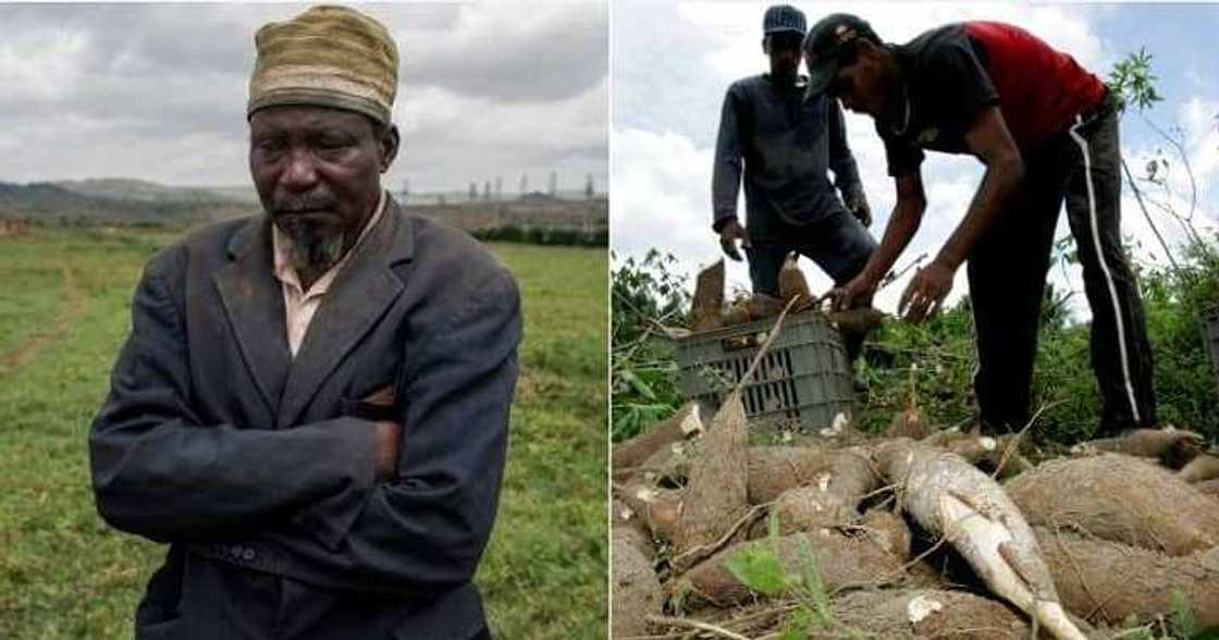 Nigerian man regrets going into yam business