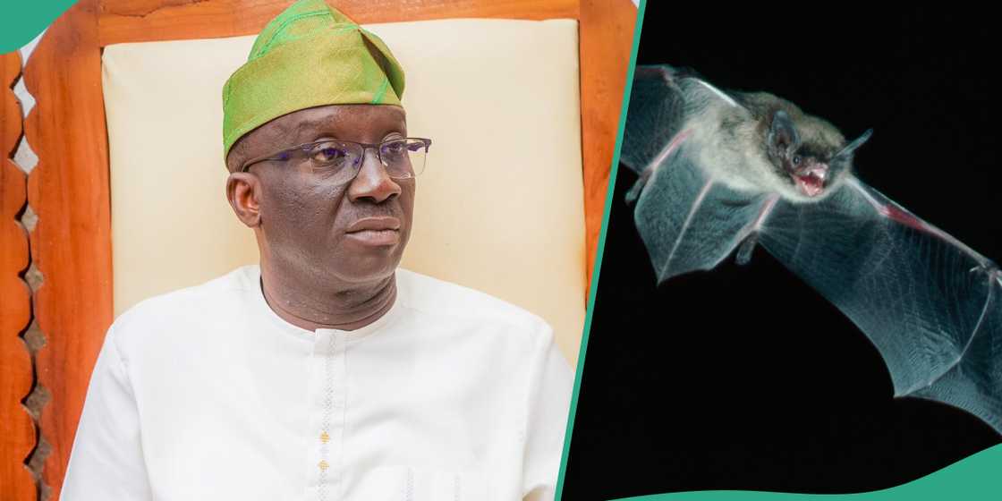 Monday Okpebholo: Bat died on my bed day after Edo Gov election