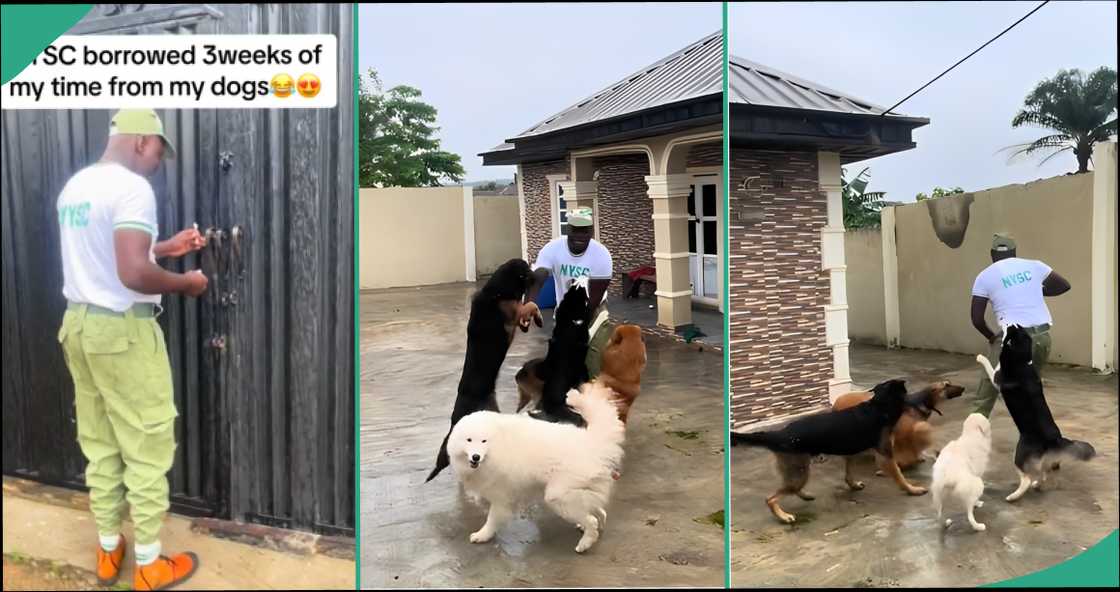 Video shows cute moment dogs welcomed man from NYSC orientation camp