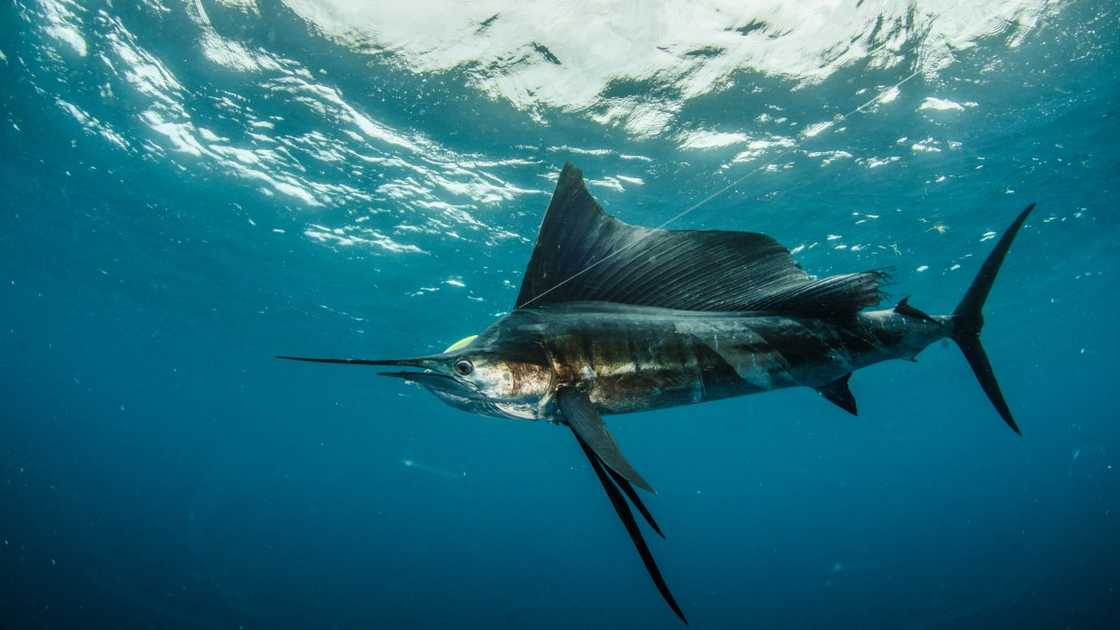 A sailfish fights the lure on a fishing line in the Seychelles. A sailfish fights the lure on a fishing line in the Seychelles.
