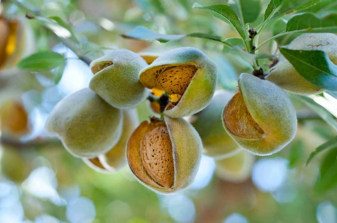 Almonds on the tree ready for harvesting.