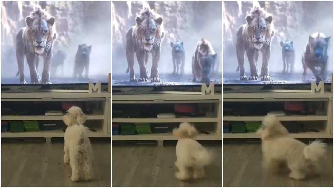 Little Picks Race, Thinking lion and Wolves on the TV Were Pursuing it, Funny Video Sparks Reactions Little Picks Race, Thinking lion and Wolves on the TV Were Pursuing it, Funny Video Sparks Reactions