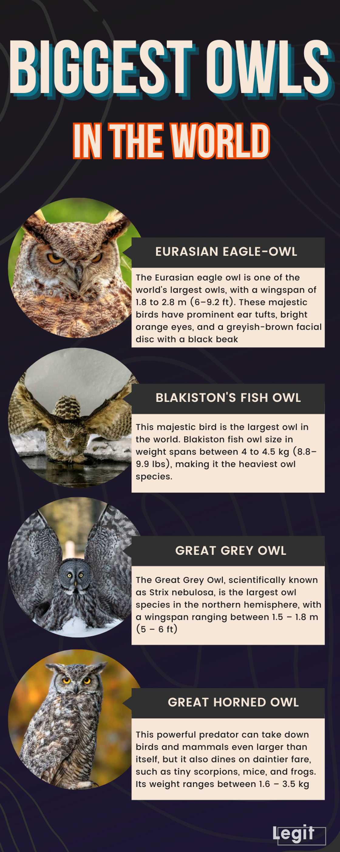 What is the biggest owl in the world? Top 10 largest breeds to ever ...