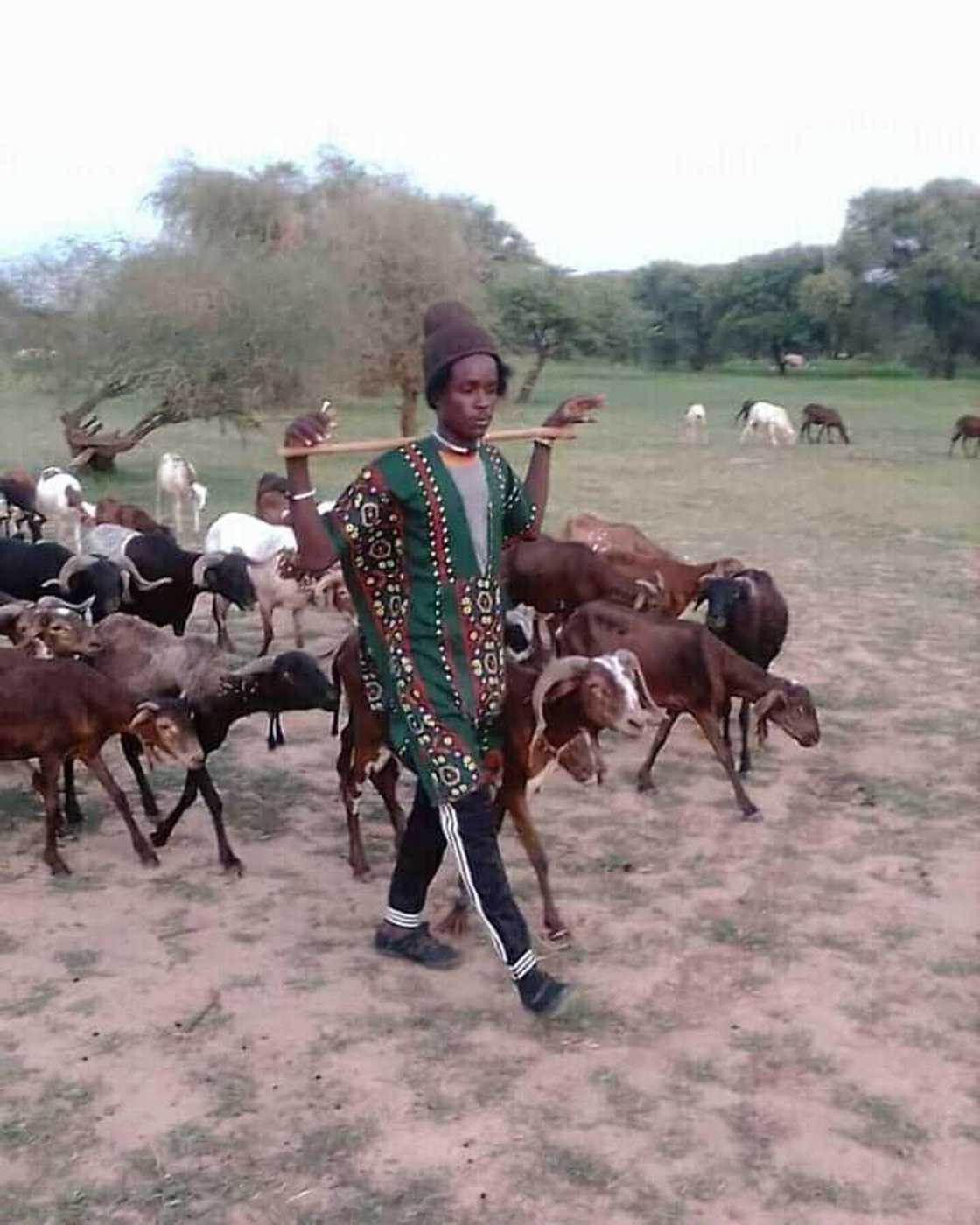 A herdsman with his cattle A herdsman with his cattle