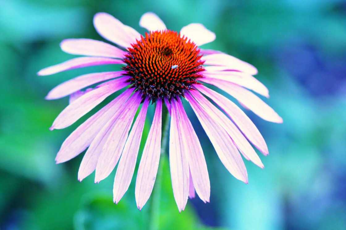 A lilac and orange-clustered petaled coneflower flower A lilac and orange-clustered petaled coneflower flower