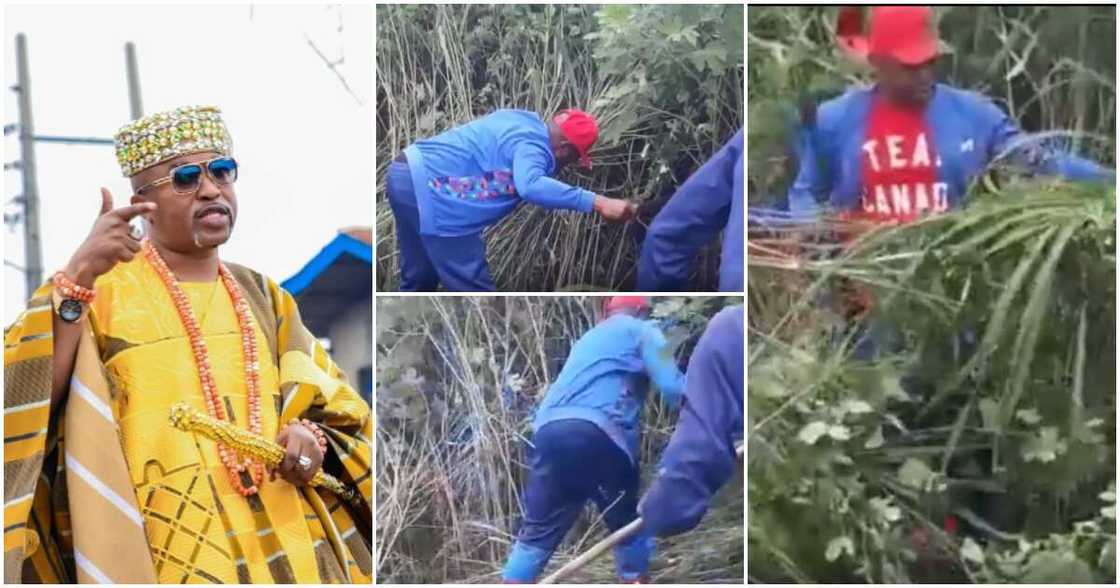 Video of Oluwo of Iwo cutting grass with cutlass. Video of Oluwo of Iwo cutting grass with cutlass.