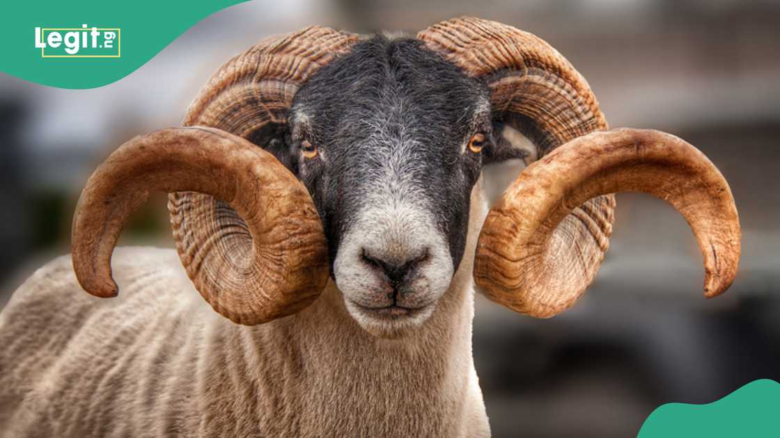 Sellers Share New Ram Prices Across Abuja Sellers Share New Ram Prices Across Abuja