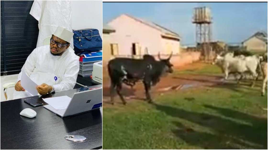 Adamu Garbasays cow ranching business is better than cryptocurrency