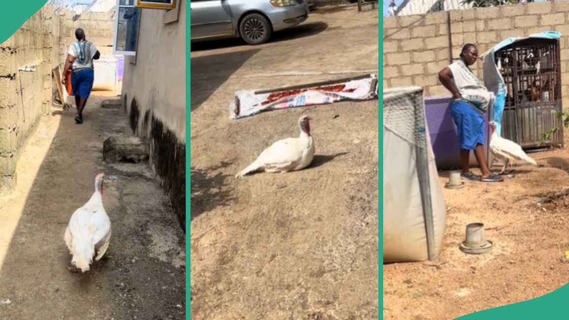 Turkey follows pregnant woman. Turkey follows pregnant woman.