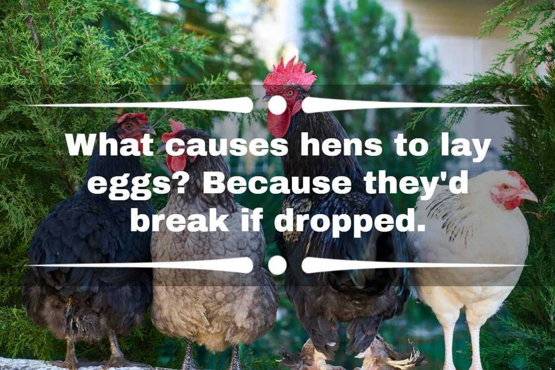 funny chicken jokes funny chicken jokes