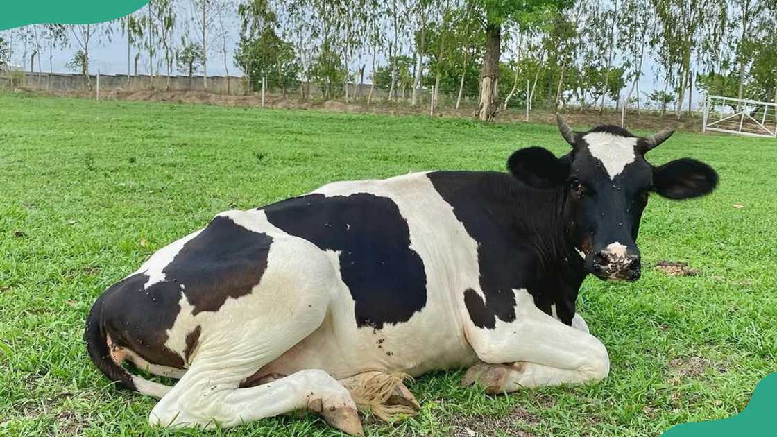 Friesian-Holstein Friesian-Holstein
