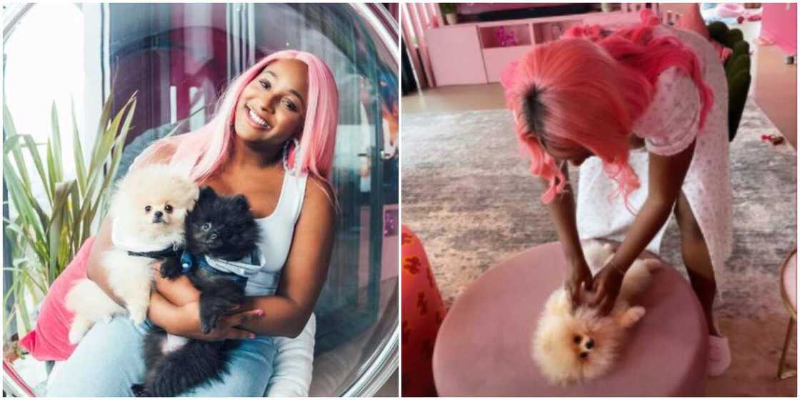 My dogs live a better life than me: DJ Cuppy says as she reels in the excitement of motherhood