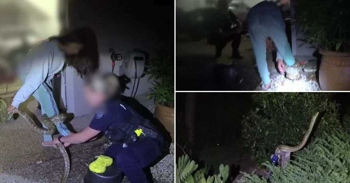 Woman tries to rescue python, it ends up wrapping around her leg Woman tries to rescue python, it ends up wrapping around her leg