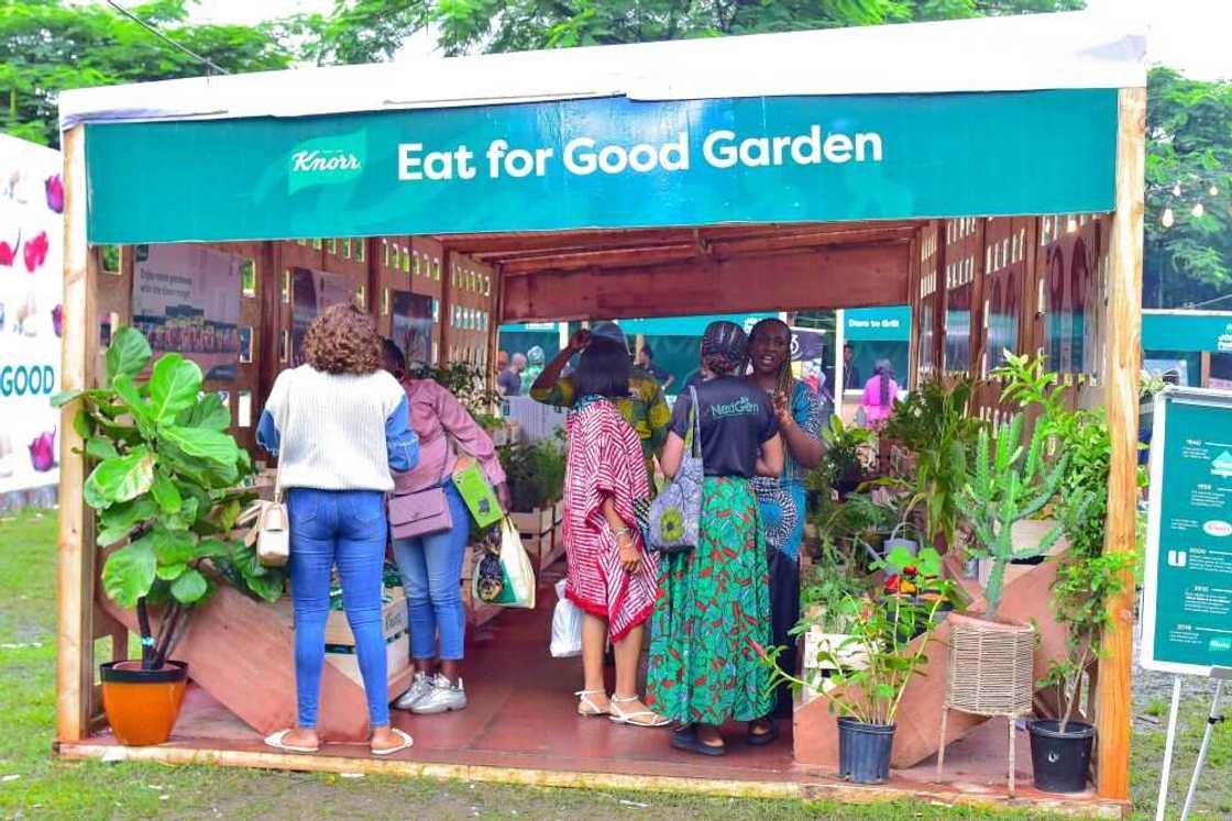 Knorr Jollof Fest sparks renewed love for Jollof in Nigerians Knorr Jollof Fest sparks renewed love for Jollof in Nigerians