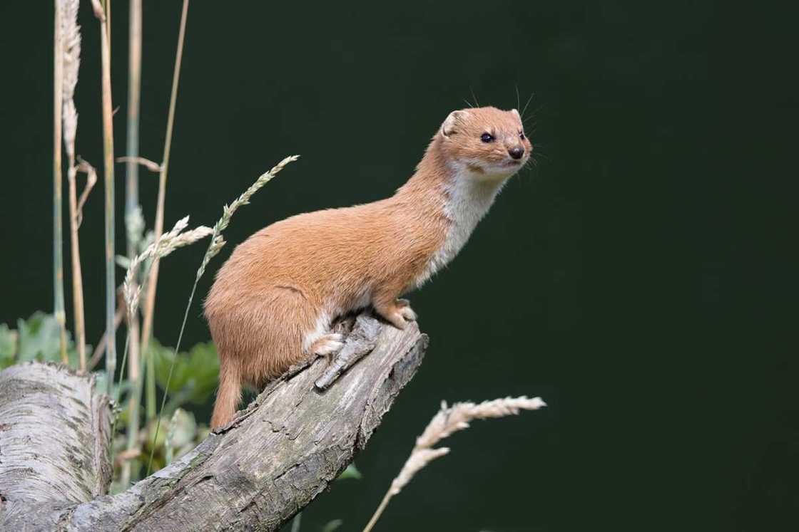 An ermine on the lookout An ermine on the lookout