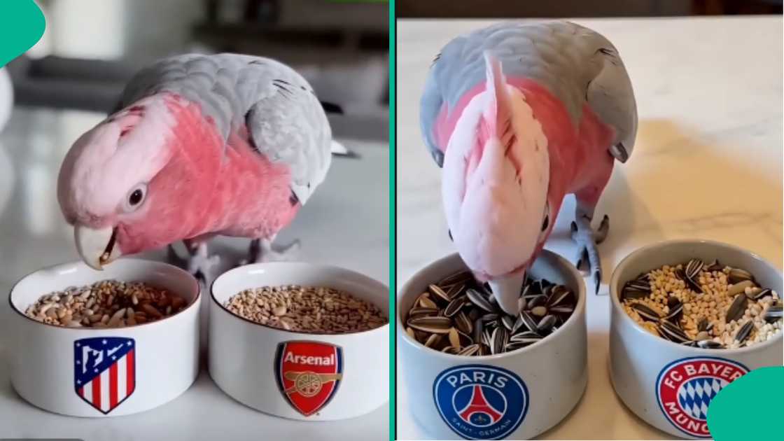 Reactions as parrot predicts winners of both UEFA Champions League semi-final second-leg matches
