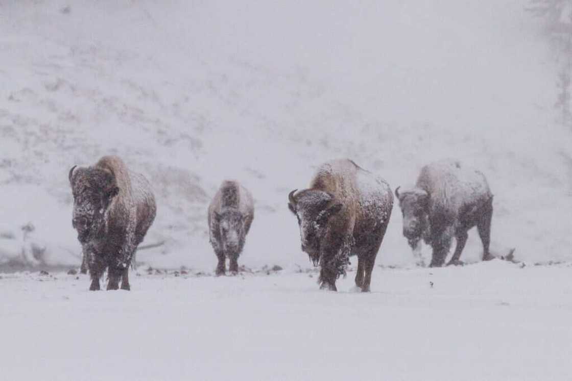 What is the coldest state in the US