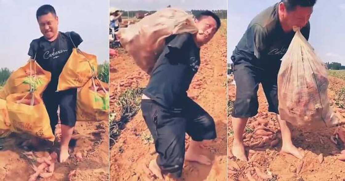 Hardworking disabled man at farm, against all odds Hardworking disabled man at farm, against all odds