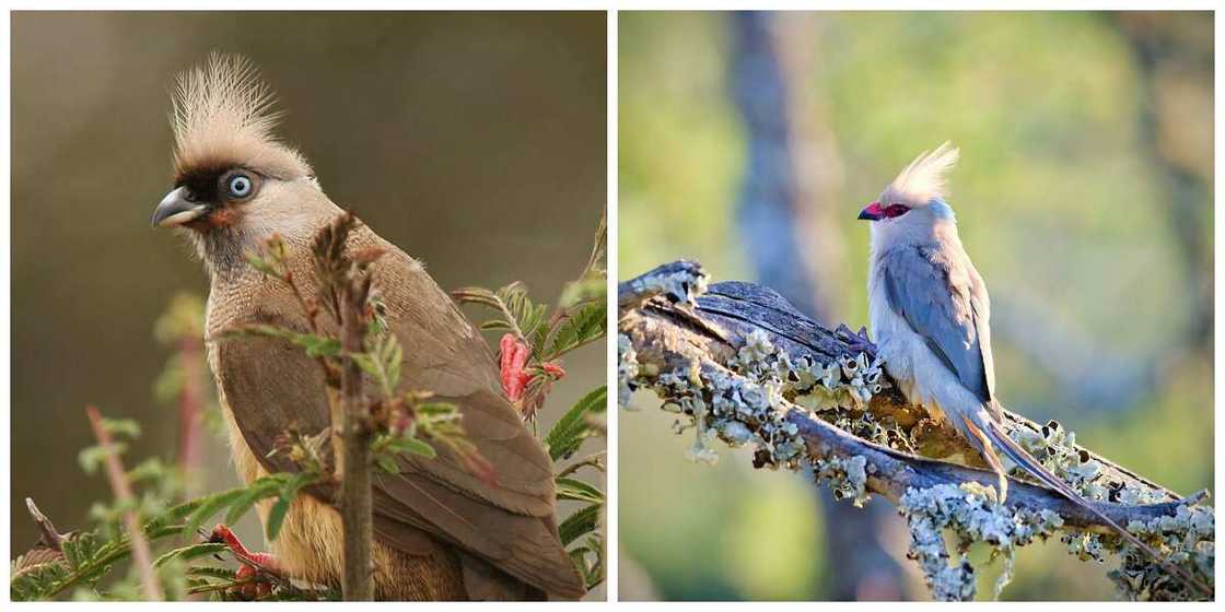 Coliiformes type Coliiformes type