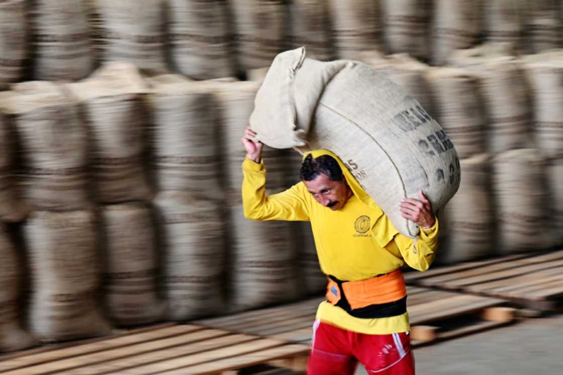 A stevedore in Guayaquil, Ecuador loads a sack of cocoa into a container for export A stevedore in Guayaquil, Ecuador loads a sack of cocoa into a container for export