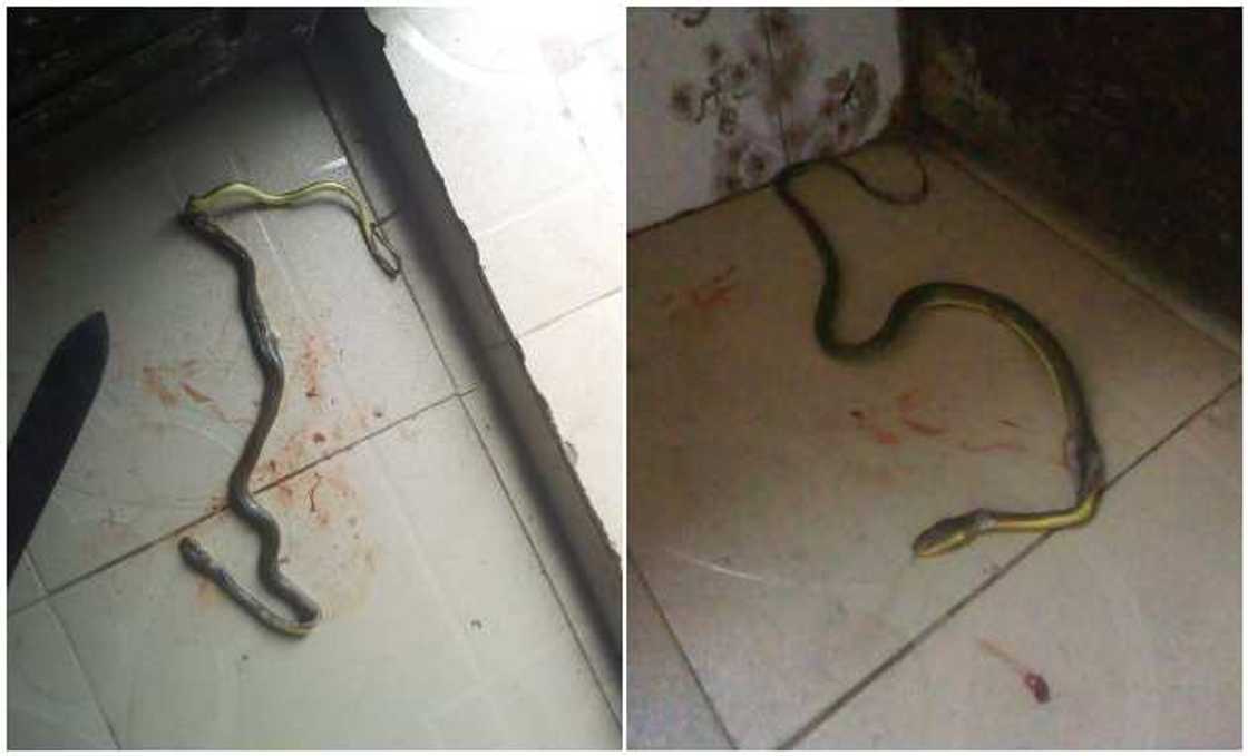 Photos of the snake Photos of the snake