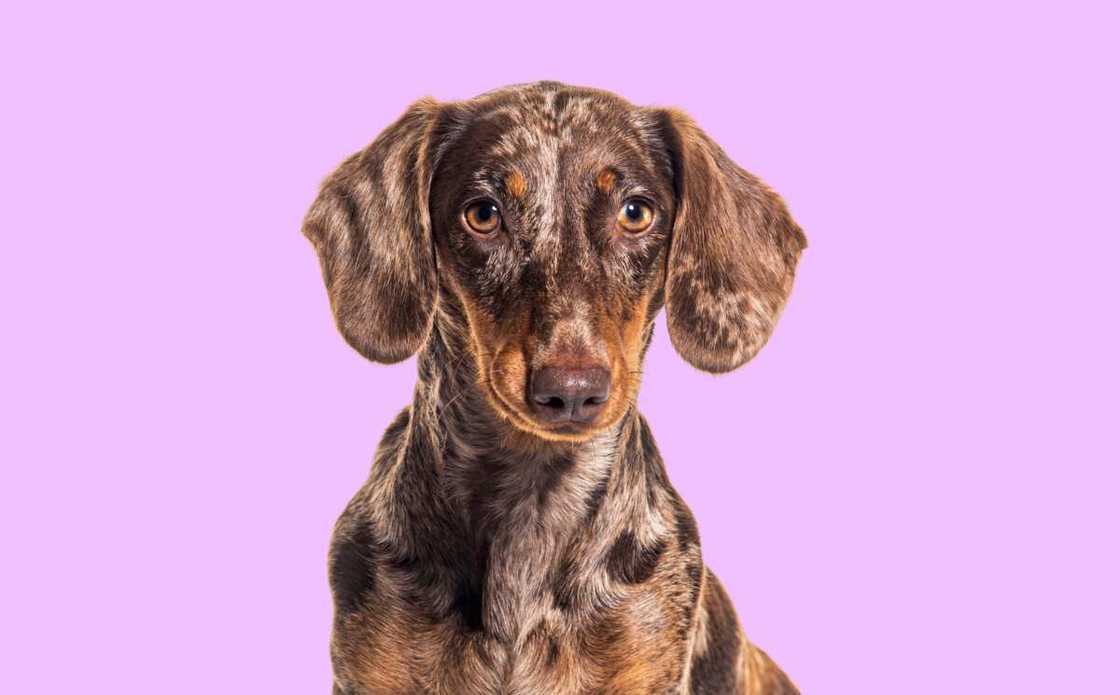 Red merle Dachshund Red merle Dachshund