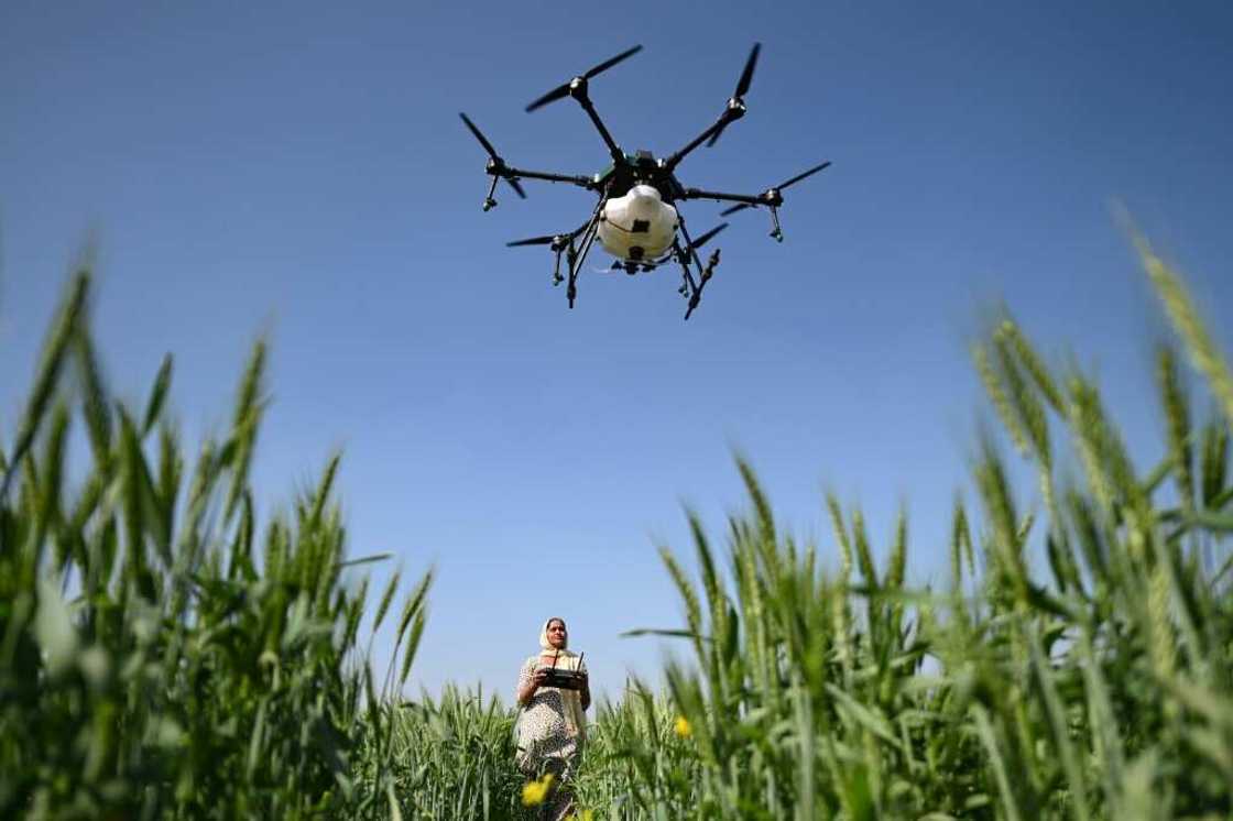Sharmila Yadav, a remote pilot trained under the "Drone Sister" programme, operates a drone spraying liquid fertiliser over a farm in Pataudi, India Sharmila Yadav, a remote pilot trained under the "Drone Sister" programme, operates a drone spraying liquid fertiliser over a farm in Pataudi, India