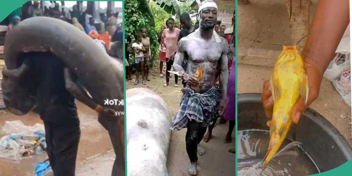 Man catches giant sea mammal in Rivers sea, man finds gold-coloured fish, man catches giant fish Man catches giant sea mammal in Rivers sea, man finds gold-coloured fish, man catches giant fish