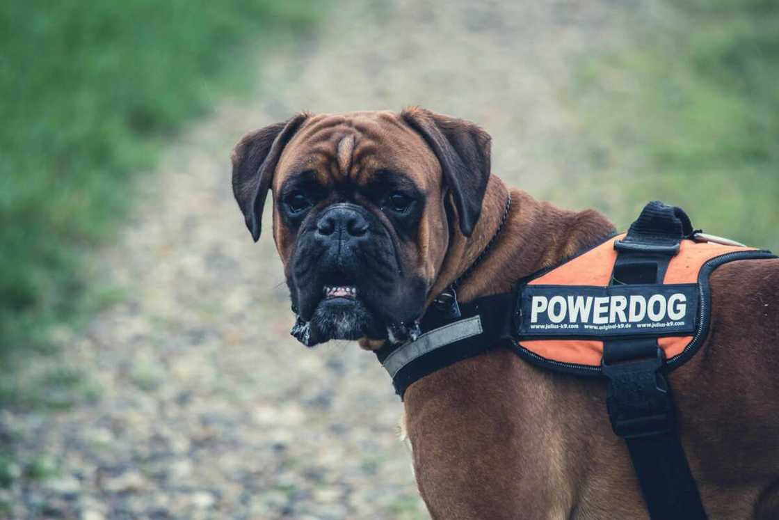 A brown Cane Corso with an orange and black power dog vest A brown Cane Corso with an orange and black power dog vest