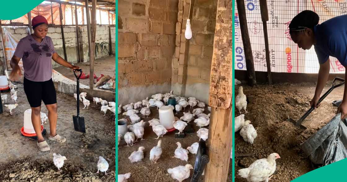 Broilers in Nigeria/Backyard farming