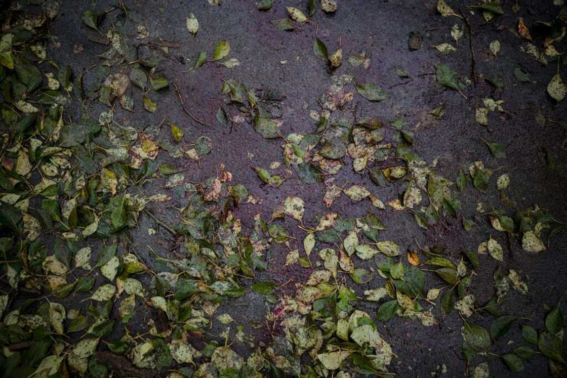 On the wet pavement, the blood of one of Sergiy's neighbours was still visible among the autumn leaves On the wet pavement, the blood of one of Sergiy's neighbours was still visible among the autumn leaves