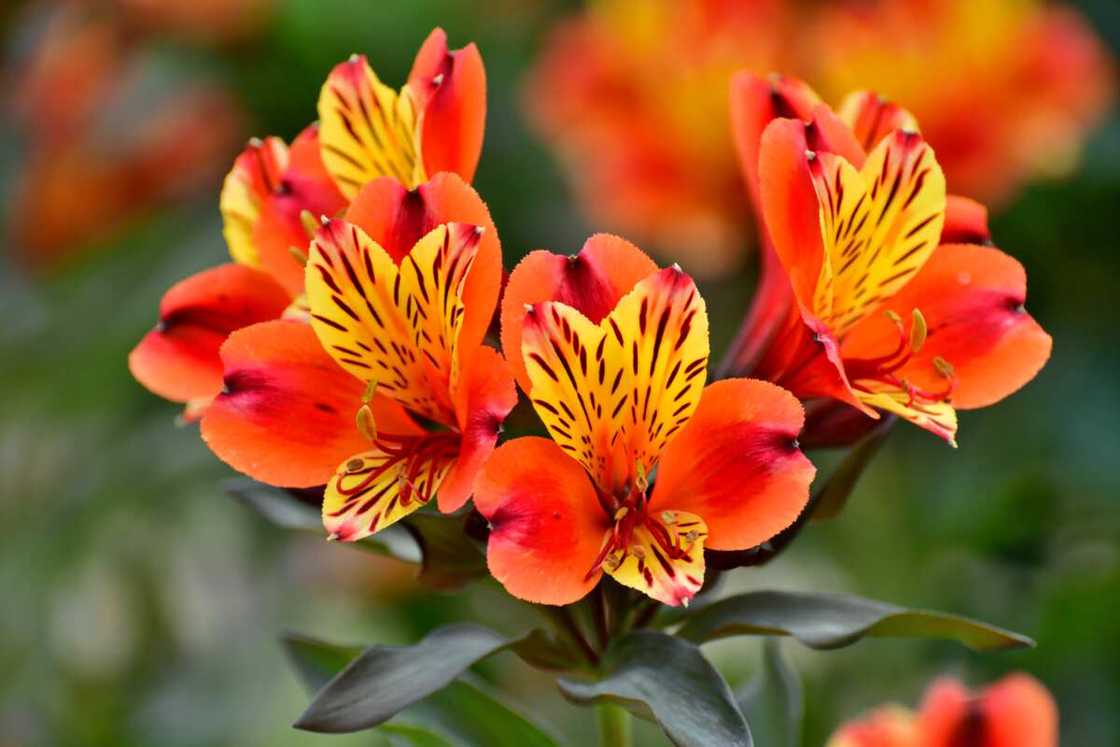 Alstroemeria