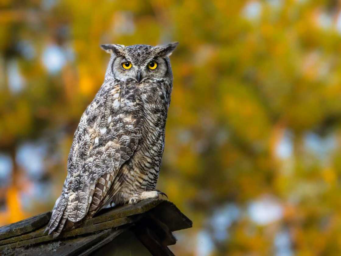 Great Horned Owl perching on the top of a roof Great Horned Owl perching on the top of a roof