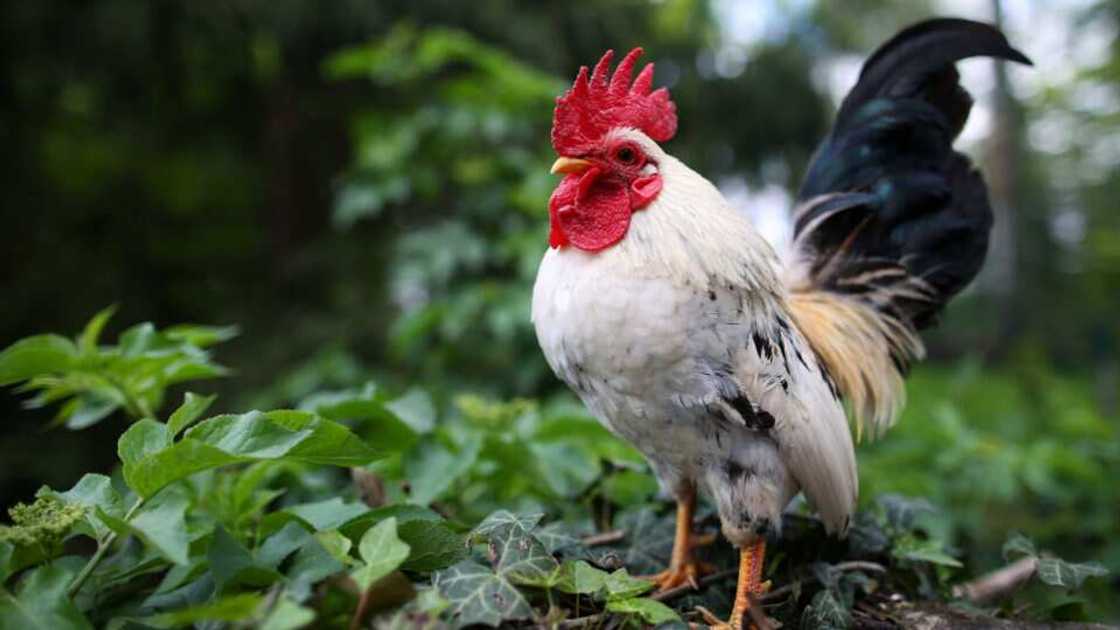 Saboda carar zakaransa da sassafe: Kotu ta ci wani tsoho tarar N77,304 Saboda carar zakaransa da sassafe: Kotu ta ci wani tsoho tarar N77,304