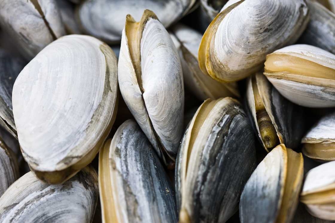 Close up of fresh newly-caught clams