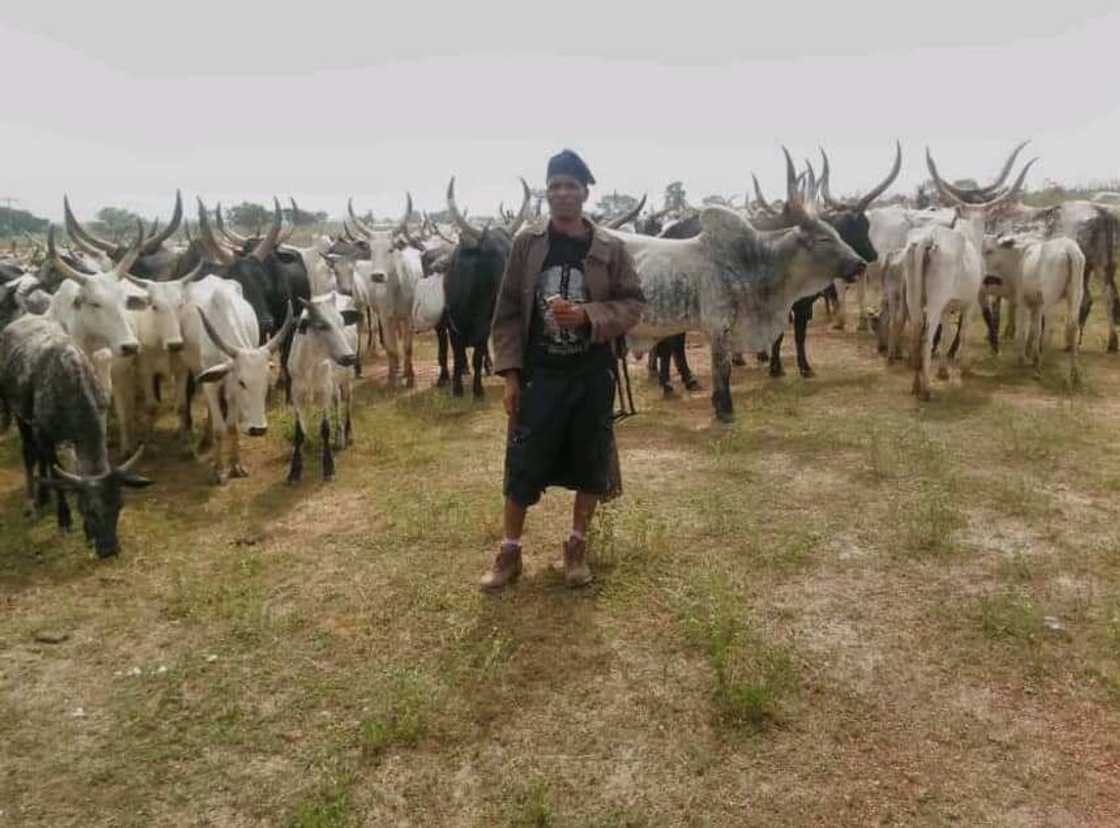 Yadda ‘Aljan’ ya kwato daruruwan shanu, bindigu daga barayin shanu a jahar Kaduna Yadda ‘Aljan’ ya kwato daruruwan shanu, bindigu daga barayin shanu a jahar Kaduna