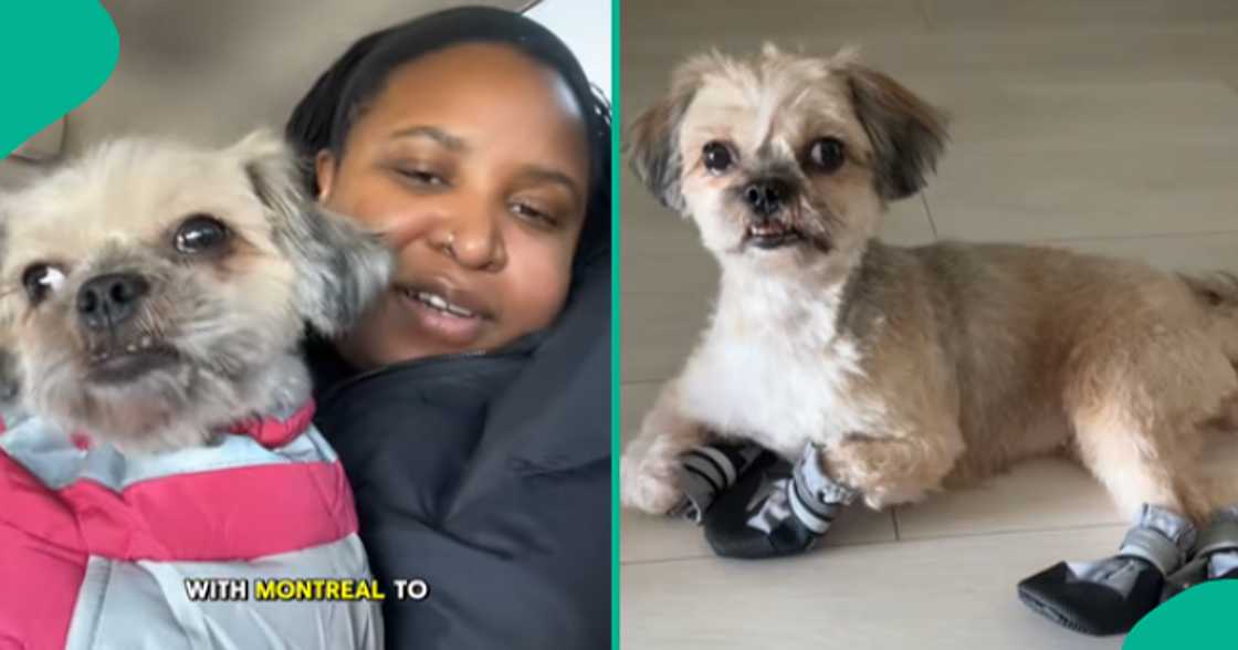 Lady leaves many in awe with a video detailing how her dog relocated to Canada.