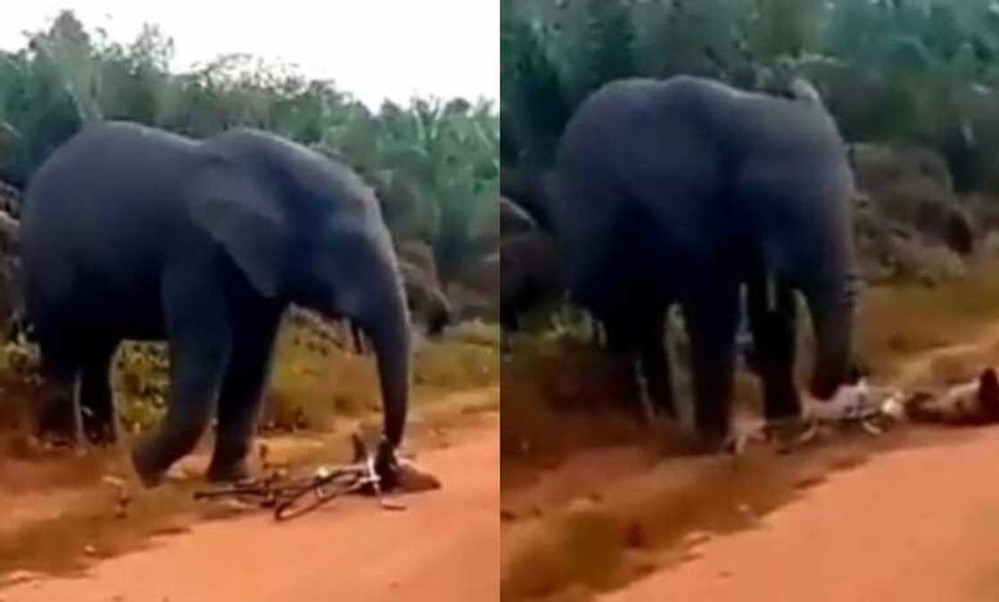 Bidiyo: Yadda giwa ta kaiwa wani mutumi da yake tafiya a keke hari ta kwace keken shi Bidiyo: Yadda giwa ta kaiwa wani mutumi da yake tafiya a keke hari ta kwace keken shi