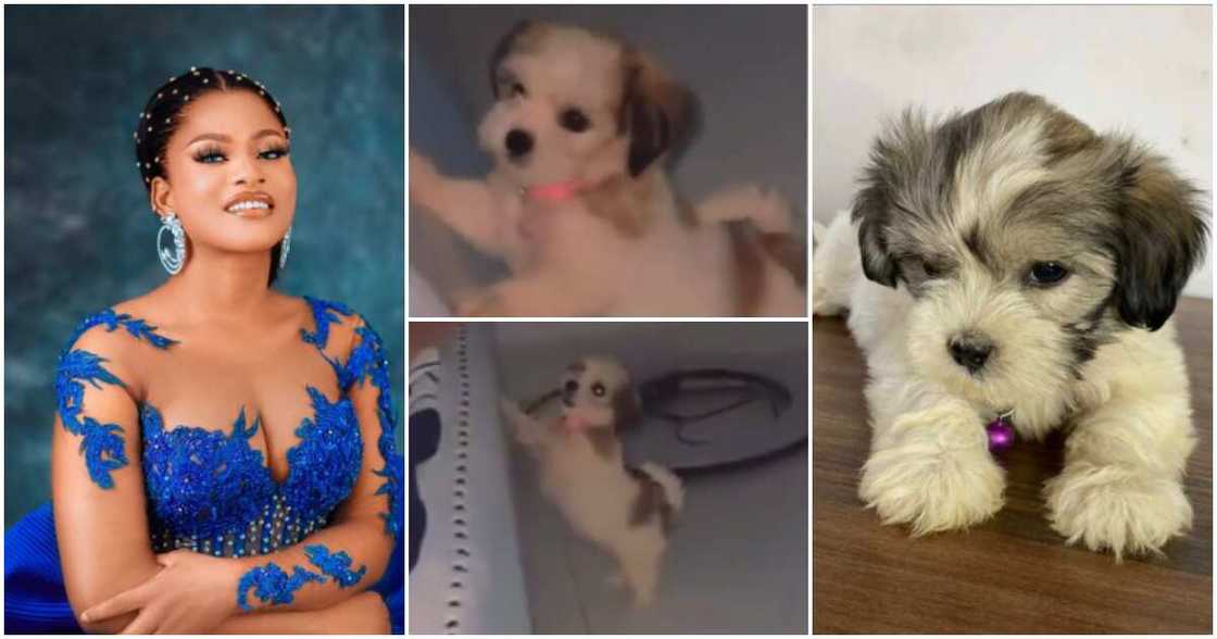 BBNaija's Phyna's new dog. BBNaija's Phyna's new dog.