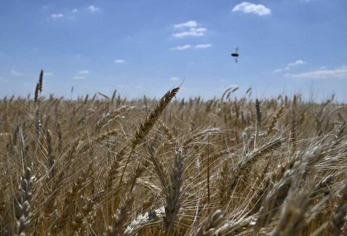 Between the lack of fuel to run his combine harvester and the risk of being bombed, the chances seem remote Between the lack of fuel to run his combine harvester and the risk of being bombed, the chances seem remote