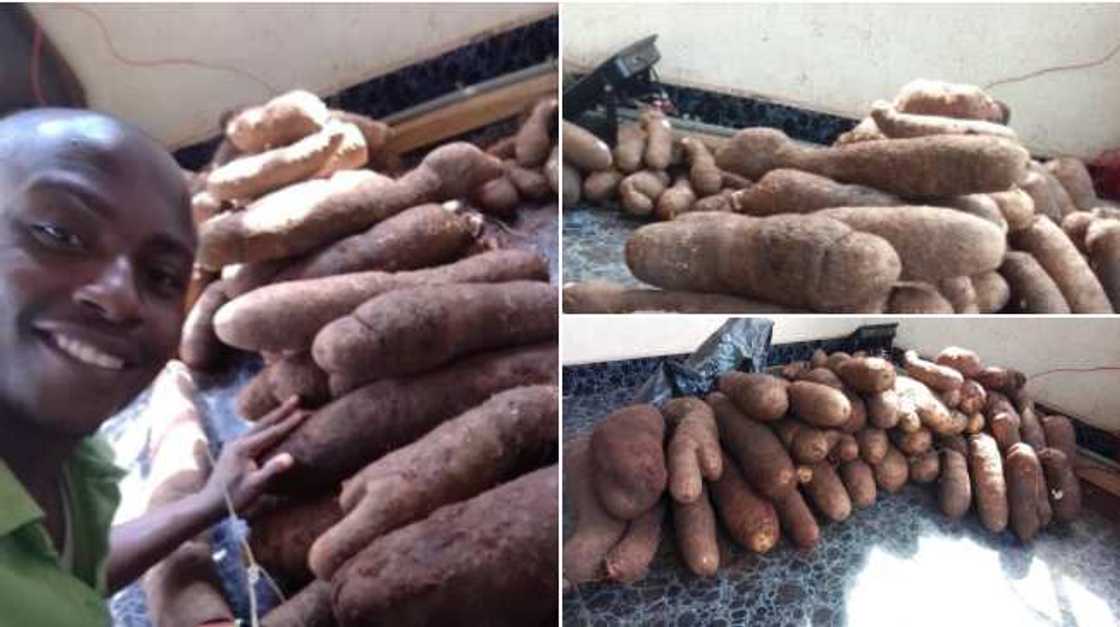 Nigerian Man Gets Massive Yam Harvest After He Planted Out Of Boredom at his backyard Nigerian Man Gets Massive Yam Harvest After He Planted Out Of Boredom at his backyard