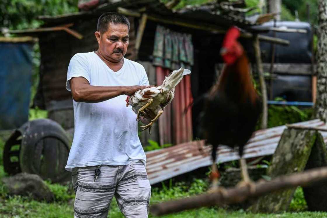 Fighting roosters are ubiquitous across the country and are prized possessions -- despite their loud crowing at all hours Fighting roosters are ubiquitous across the country and are prized possessions -- despite their loud crowing at all hours