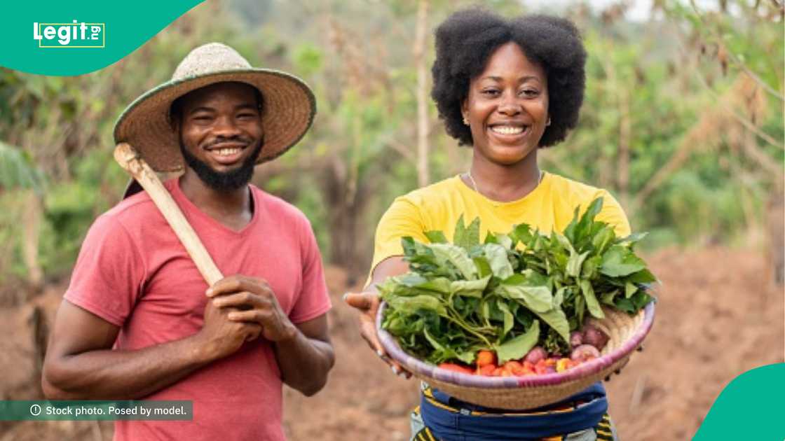 Farmer narrates how he came up with quick plan which made him workers refuse their Christmas holiday Farmer narrates how he came up with quick plan which made him workers refuse their Christmas holiday