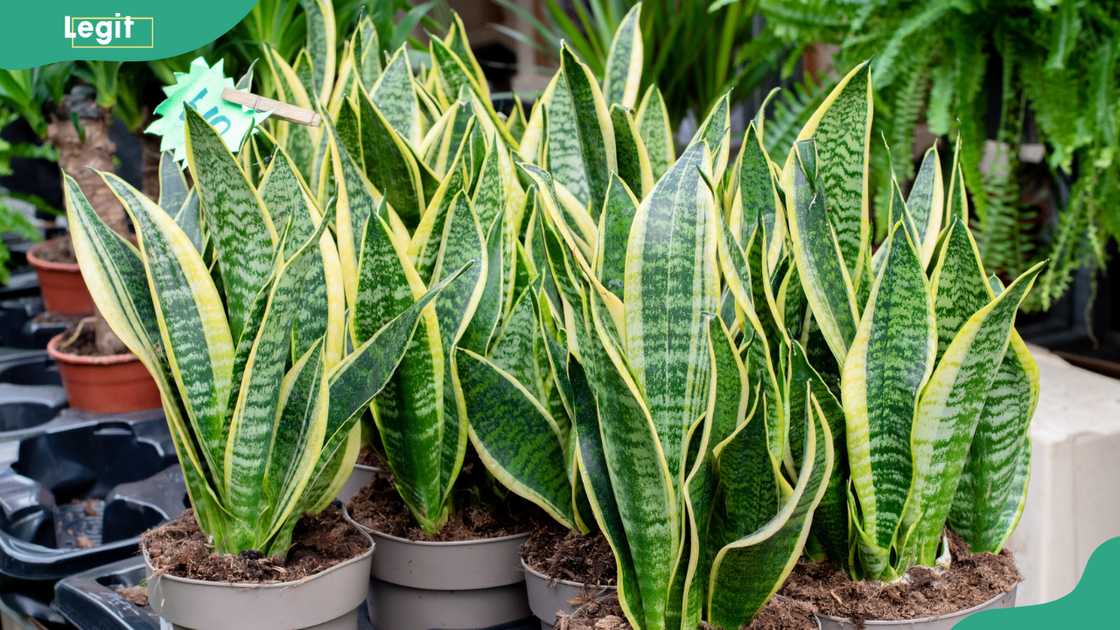 Snake plants at a market stall in London.