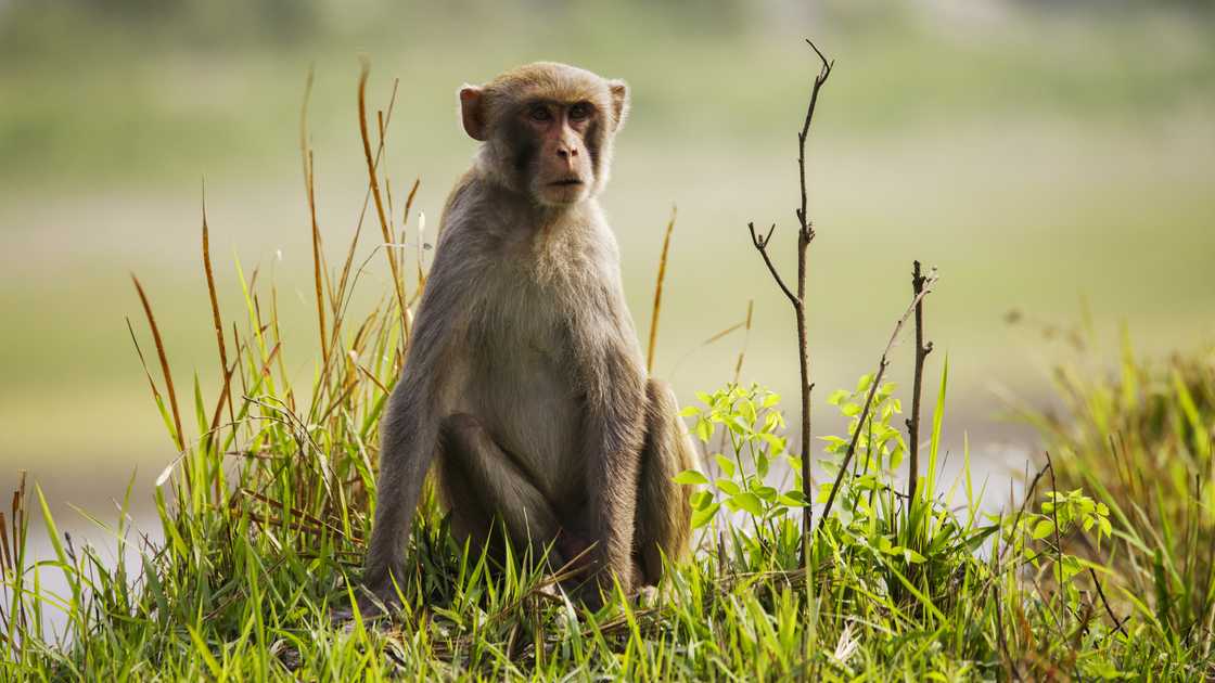 A monkey looking away while sitting on grass in forest