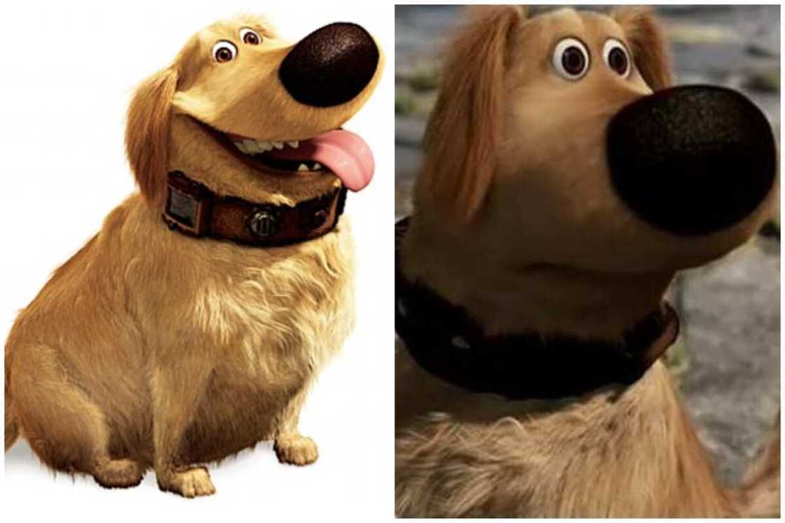Dug from Up panting and him starring Dug from Up panting and him starring