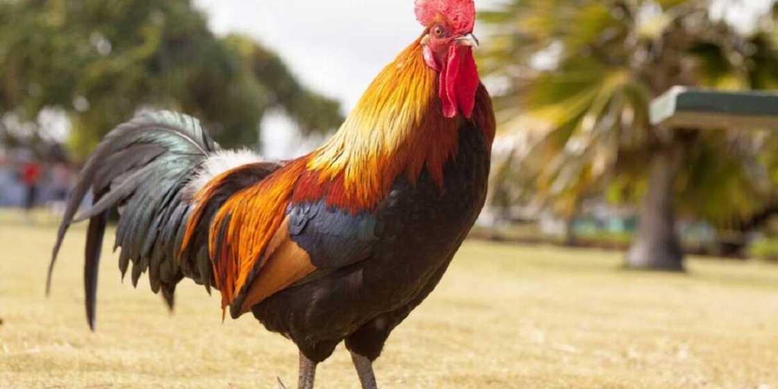 Wani dankareren zakara a tsaye Wani dankareren zakara a tsaye