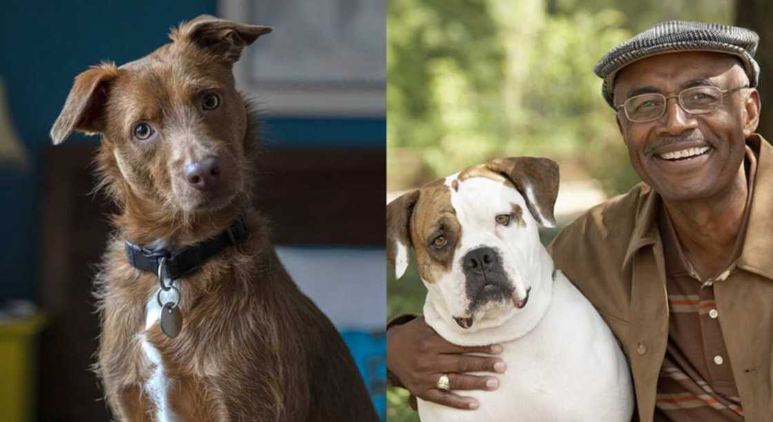 Karnuka da wani mutum Karnuka da wani mutum