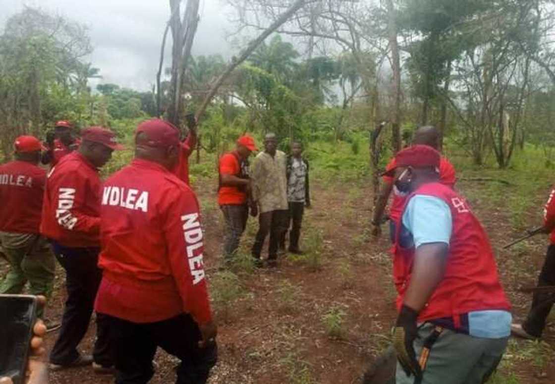 Tashin hankali: Gwanda ku kasheni da ku raba ni da gonar wiwi na - Cewar wani mai gonar wiwi da NDLEA suka kama Tashin hankali: Gwanda ku kasheni da ku raba ni da gonar wiwi na - Cewar wani mai gonar wiwi da NDLEA suka kama
