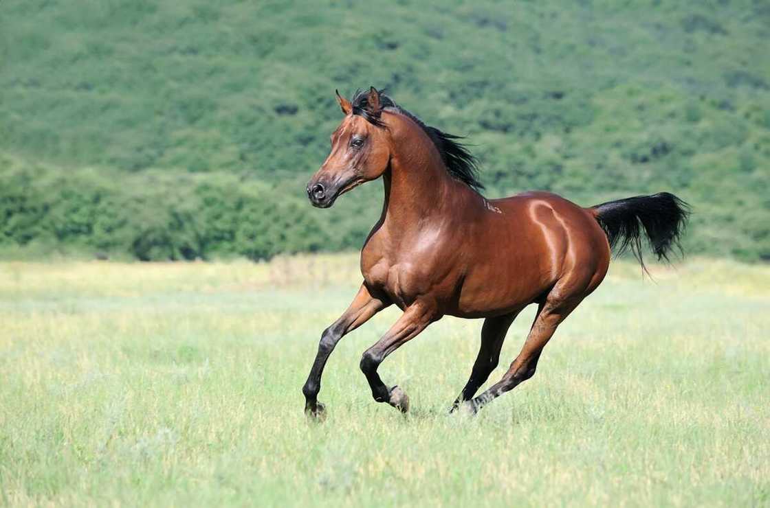 l'Arabe, le plus beau cheval du monde